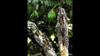 Nictibio urutaú · Nyctibius griseus