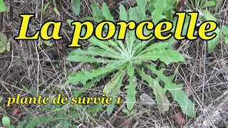 LA PORCELLE, plante de survie champêtre ( 1 partie )