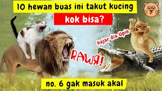 WOW !! 10 HEWAN BUAS TAKUT DENGAN KUCING OREN | REAKSI KUCING VS PREDATOR GANAS DUNIA BINATANG LIAR