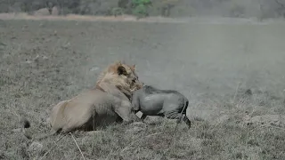 Lion makes a kill in Kafue's Busanga Plains (Zambia) - it took 4 hours