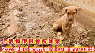 It's so pitiful that the stray dog ​​was trapped in the ditch and almost starved to death.