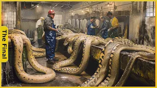 How a Farmer Makes 3 Million Dollar a Year from Python Skin - Snake Farm | Food Processing Machine