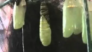 The Metamorphosis of the Monarch Butterfly - Caterpillar to Chrysalis