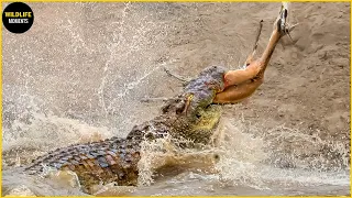 45 Horrifying Moments Crocodile Attacks Every Animal That Comes Near The River