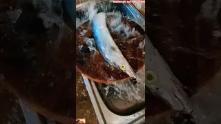 Watch How to Cut, Clean and Fillet a Ribbon Fish in Under 60 Seconds 🦈 #ribbonfish #fishclub #shorts