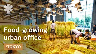 Tokyo office grows own food in vertical farm