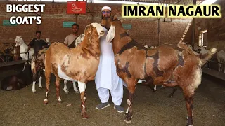 King Of Big Khassi Goat's Imran Nagaur Full Tour Of Al Faizan Goat Farm