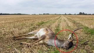 A man found a dead deer, but what happened next is hard to believe