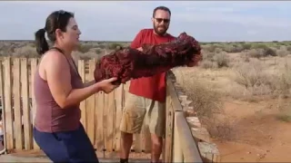 Feeding African Wild Dogs