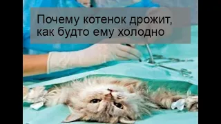 Почему котенок дрожит, как будто ему холодно