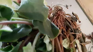 Repotting african violet in leca beads.