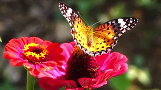 꽃의 속삭임, In un fiore