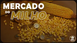 Vendas de MILHO americano ficam 49% abaixo da média das quatro semanas anteriores.