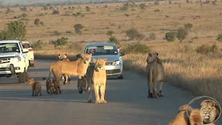 Big Scare For Lionesses And Lion Cubs Of Casper The White Lion And Brothers