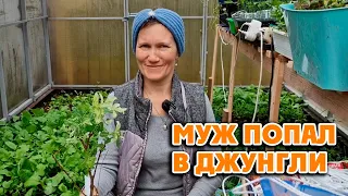 МИМО НЕ ПРОЙДУ, РАСКУПЛЮ🤩 Рассада, семена, отдых на даче 18 мая 2024