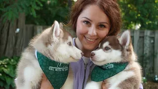 Attempting to bathe a litter of Husky puppies!