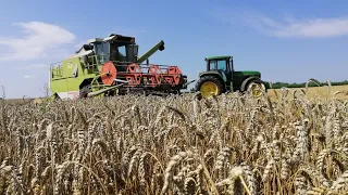 CLAAS,Джон,МТЗ і ми.Збираємо пшеницю по сої.Таки вкрали від дощу!!!