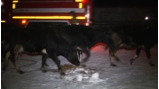 Более сотни коров сгорели в животноводческом комплексе.MestoproTV