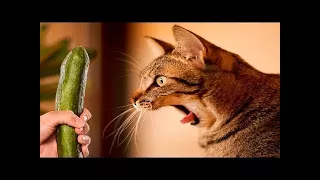 CATS Vs CUCUMBER - PICKLE CATS - FUNNY Cats Compilation