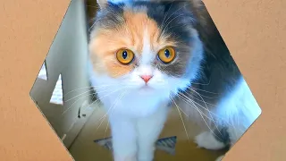 Cardboard Cat House DIY | Домик для Кошки Своими Руками из Картона