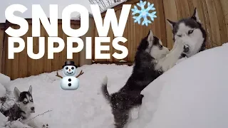 Husky Puppies First Time Playing In The Snow | Cute Snow Dogs