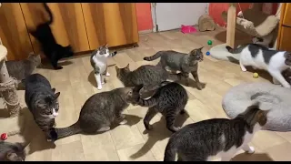 Дорогие петербуржцы! 😻Приходите играть с котиками!🐾 "Мурзилки" ждут🙏