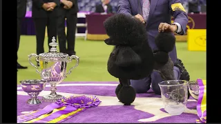 148th Westminster Kennel Club Dog Show come "Meet The Dogs" 2024