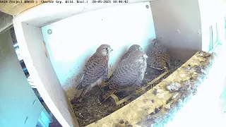 Mom bring a chameleon to the large nestlings| Common kestrel Box Israel CAM|בז מצוי| 28.5.21