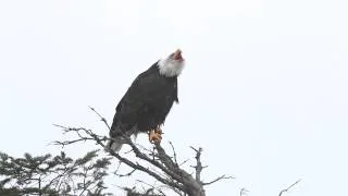 Bald Eagle, Calling to Her Mate