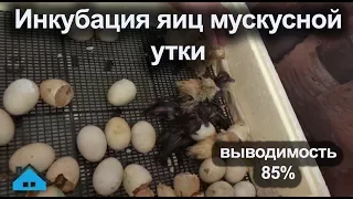 Инкубация мускусных уток