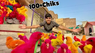 Mini Fooj is Back 😍100+ Chiks La Lia 🐥