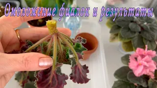 Фиалки. Омоложение и результат!