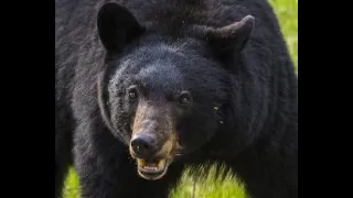 This Family Was Attacked Twice By Black Bears