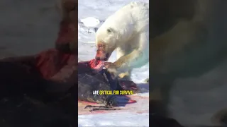 Polar Bear Hunts Walrus #shorts