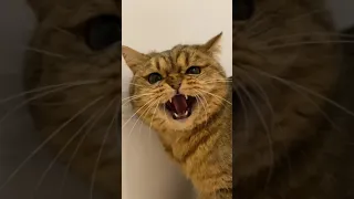 Смешные Коты Tik Tok - Лучшие приколы | Funny cats compilation. Подборка #10