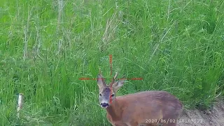 Roe deer (srnec) filmed with Pard NV 008.