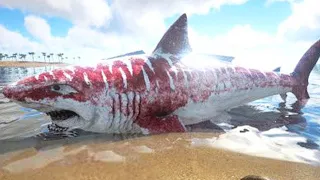 Самые Редкие Акулы В Мире