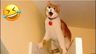 Cute and funny cat videos😸😂 Try not to laugh challenge (part 14) #funny #entertainment