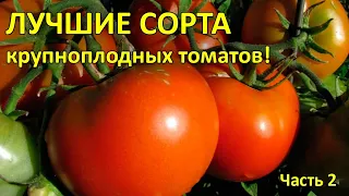 ЛУЧШИЕ СОРТА крупноплодных ТОМАТОВ для открытого грунта. Урожай 2020г. Обзор! ЧАСТЬ 2.