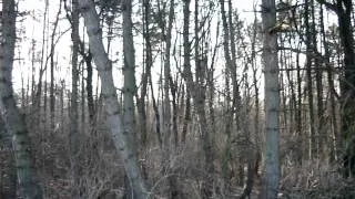 predjarný les-Biele Karpaty