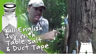 How To Kill English Ivy Vines With Salt & Duct Tape DIY