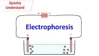 Electrophoresis