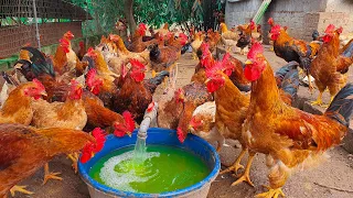 Great Idea For a cheap automatic watering system for free range chicken farming