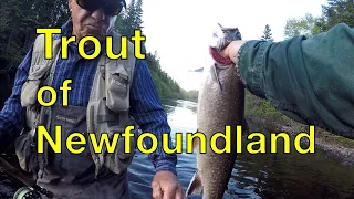 Trout of Newfoundland