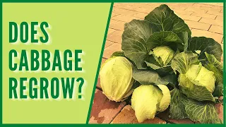 || Cabbage Root Regrowing After Harvest ||