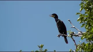 Gospodarstwo Rybackie Szwaderki - problem z kormoranami