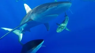 GoPro: Cage Diving with Sharks in Hawaii