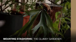 Mounting staghorn ferns onto tree logs | THE CLUMSY GARDENER