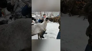 Срезка рогов у северного оленя