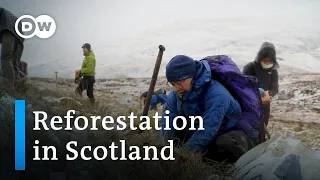 Back to the future: Reforesting Scotland's iconic hills | Focus on Europe